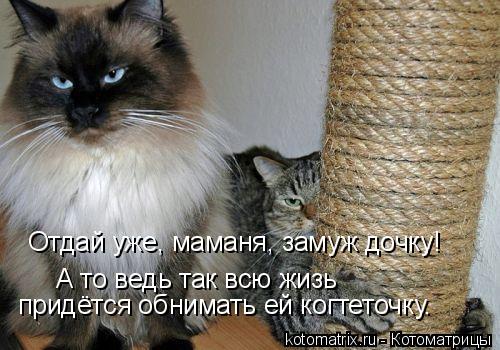Отдай уже, маманя, замуж дочку! А то ведь так всю жизь придётся обнимать ей когтеточку.... Котоматрица: Отдай уже, маманя, замуж дочку! А то ведь так всю жизь придётся обнимать ей когтеточку.