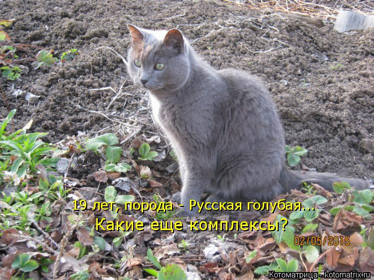 19 лет, порода - Русская голубая... Какие еще комплексы?... Котоматрица: 19 лет, порода - Русская голубая... Какие еще комплексы?