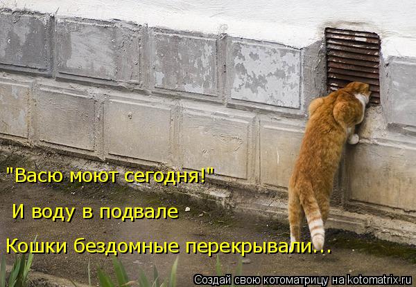 Котоматрица: "Васю моют сегодня!"  И воду в подвале Кошки бездомные перекрывали...