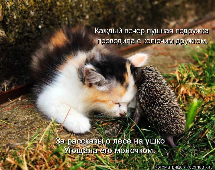 Каждый вечер пушная подружка проводила с колючим дружком. За рассказы о лесе на ушко Угощала его моло... Котоматрица: Каждый вечер пушная подружка проводила с колючим дружком. За рассказы о лесе на ушко Угощала его молочком.