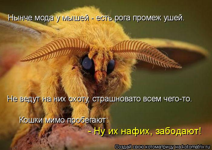Нынче мода у мышей - есть рога промеж ушей. Не ведут на них охоту, страшновато всем чего-то. Кошки ми... Котоматрица: Нынче мода у мышей - есть рога промеж ушей. Не ведут на них охоту, страшновато всем чего-то. Кошки мимо пробегают: - Ну их нафих, забодают!