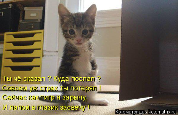И лапой в глазик засвечу ! Сейчас как тигр я зарычу, Совсем уж страх ты потерял ! Ты чё сказал ? Куда... Котоматрица: И лапой в глазик засвечу ! Сейчас как тигр я зарычу, Совсем уж страх ты потерял ! Ты чё сказал ? Куда послал ?