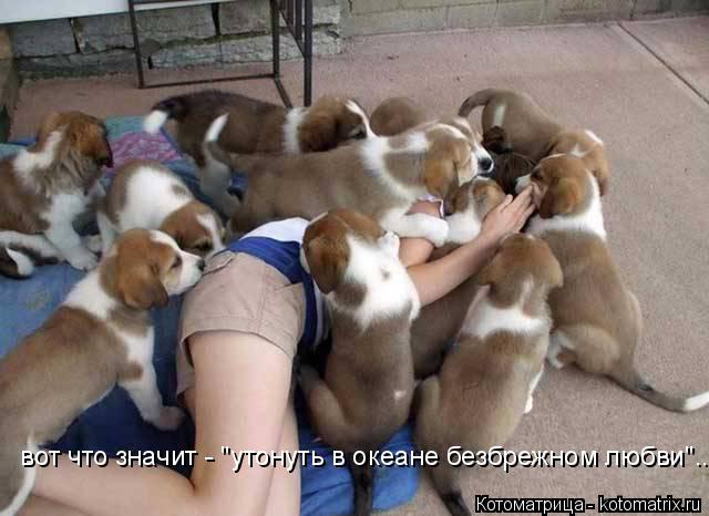 вот что значит - "утонуть в океане безбрежном любви"...... Котоматрица: вот что значит - "утонуть в океане безбрежном любви"...
