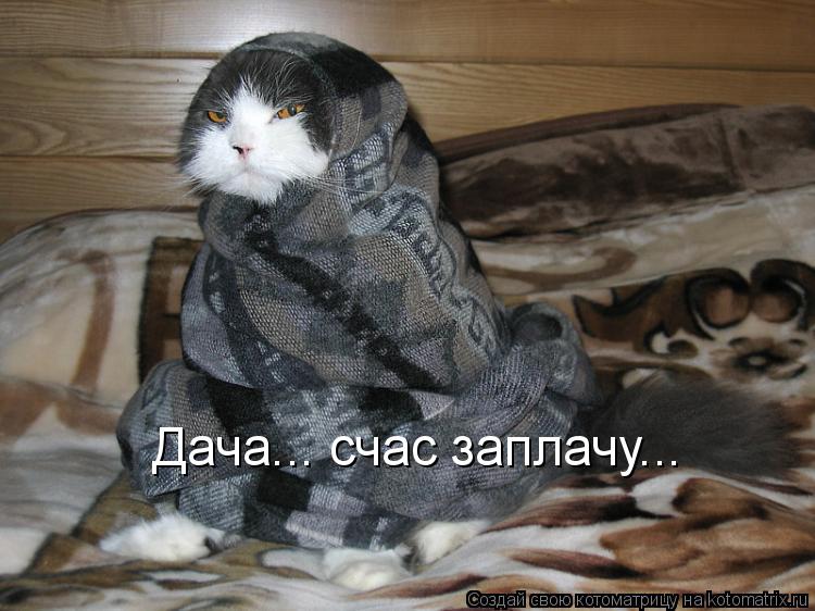 Дача... счас заплачу...... Котоматрица: Дача... счас заплачу...