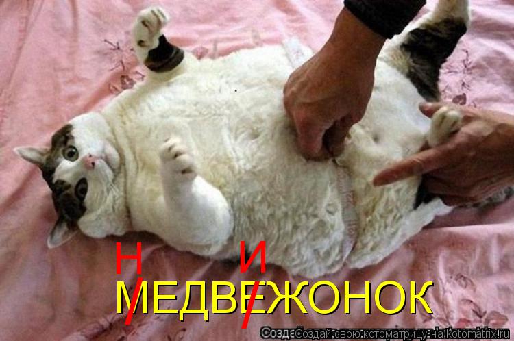 Котоматрица: МЕДВЕЖОНОК / / Н И