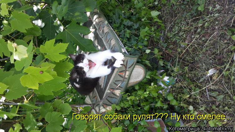 Говорят собаки рулят??? Ну кто смелее...... Котоматрица: Говорят собаки рулят??? Ну кто смелее...