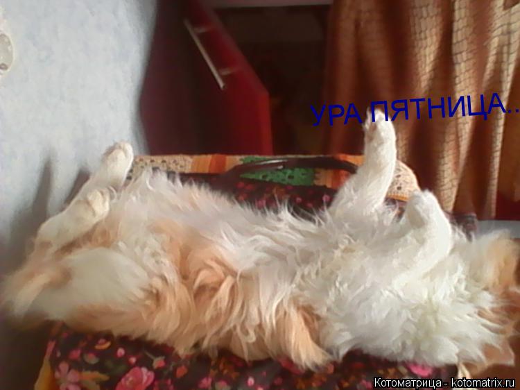 УРА ПЯТНИЦА....... Котоматрица: УРА ПЯТНИЦА....
