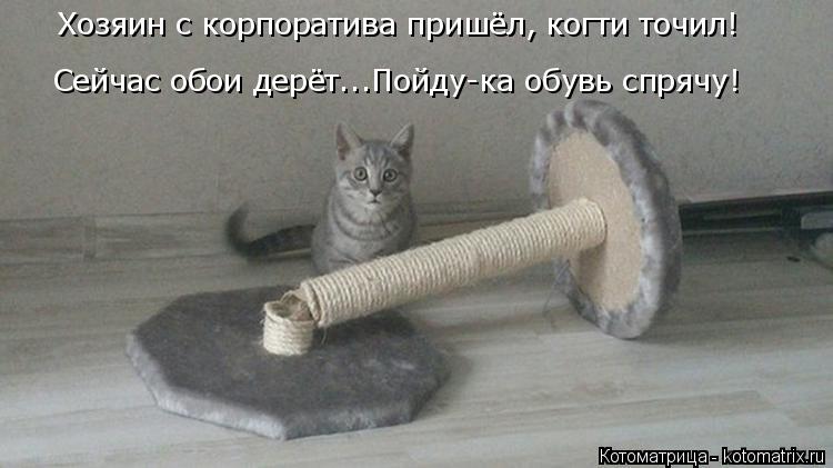 Хозяин с корпоратива пришёл, когти точил! Сейчас обои дерёт...Пойду-ка обувь спрячу!... Котоматрица: Хозяин с корпоратива пришёл, когти точил! Сейчас обои дерёт...Пойду-ка обувь спрячу!
