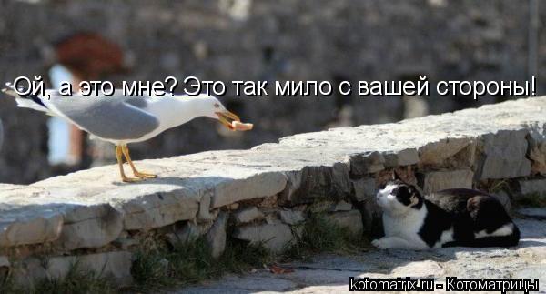 Ой, а это мне? Это так мило с вашей стороны!... Котоматрица: Ой, а это мне? Это так мило с вашей стороны!