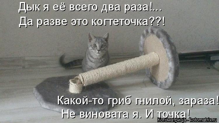 Дык я её всего два раза!... Да разве это когтеточка??! Какой-то гриб гнилой, зараза! Не виновата я. И... Котоматрица: Дык я её всего два раза!... Да разве это когтеточка??! Какой-то гриб гнилой, зараза! Не виновата я. И точка!