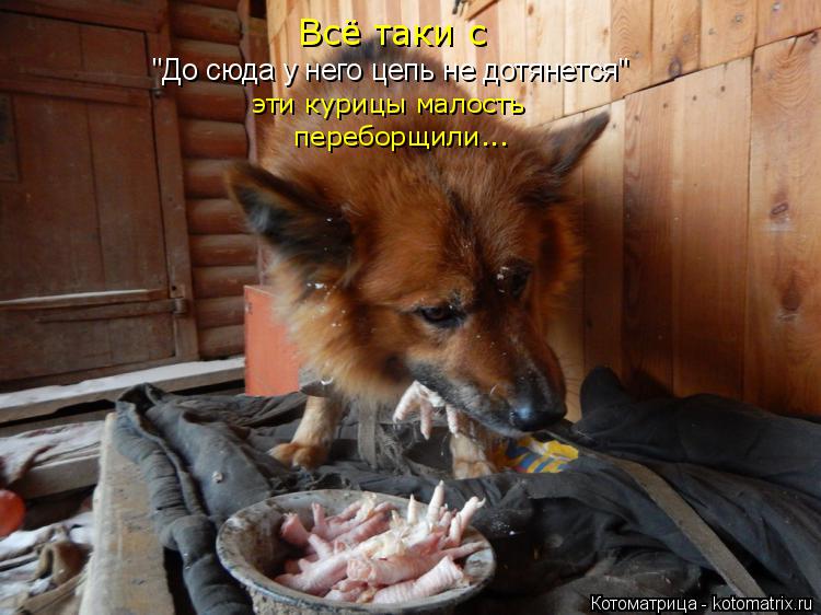 Всё таки с "До сюда у него цепь не дотянется" эти курицы малость переборщили...... Котоматрица: Всё таки с "До сюда у него цепь не дотянется" эти курицы малость переборщили...