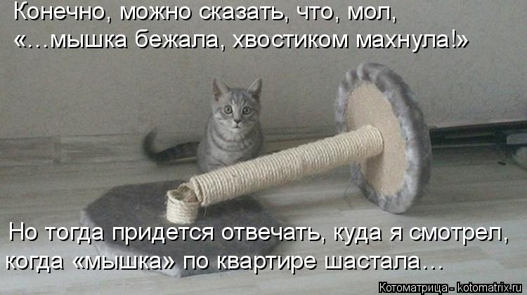 Конечно, можно сказать, что, мол, «…мышка бежала, хвостиком махнула!» Но тогда придется отвечать, куд... Котоматрица: Конечно, можно сказать, что, мол, «…мышка бежала, хвостиком махнула!» Но тогда придется отвечать, куда я смотрел, когда «мышка» по квартире ш