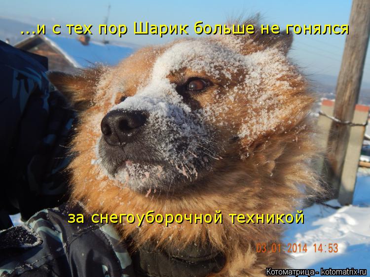 ...и с тех пор Шарик больше не гонялся за снегоуборочной техникой... Котоматрица: ...и с тех пор Шарик больше не гонялся за снегоуборочной техникой