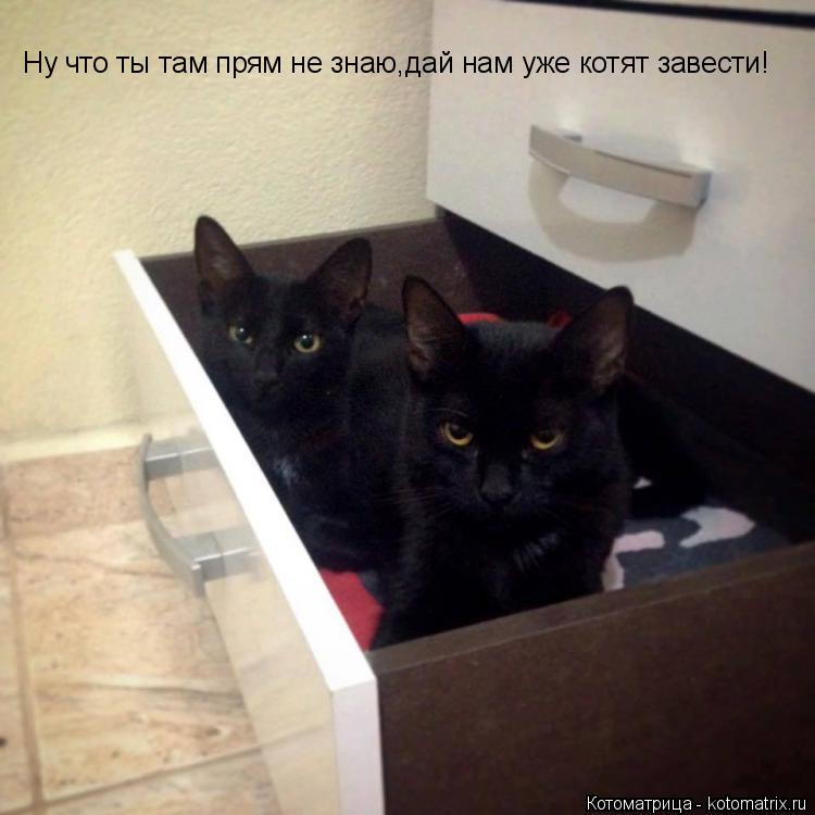 Ну что ты там прям не знаю,дай нам уже котят завести!... Котоматрица: Ну что ты там прям не знаю,дай нам уже котят завести!