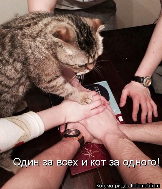 Один за всех и кот за одного!... Котоматрица: Один за всех и кот за одного!