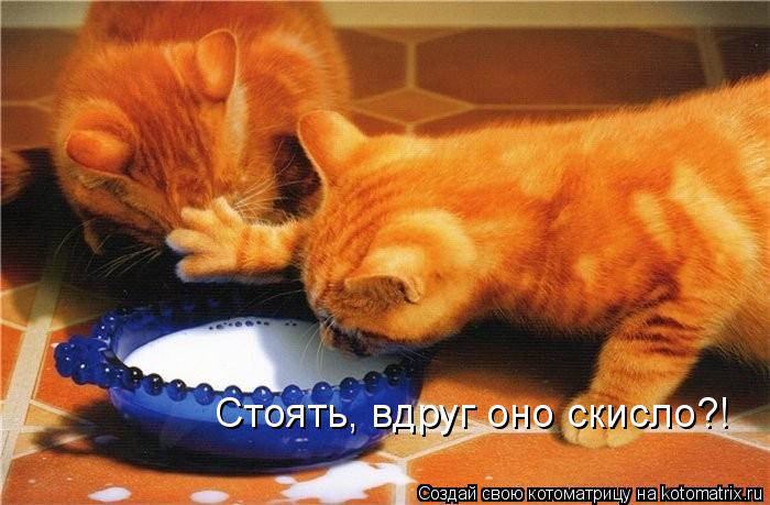 Стоять, вдруг оно скисло?!... Котоматрица: Стоять, вдруг оно скисло?!