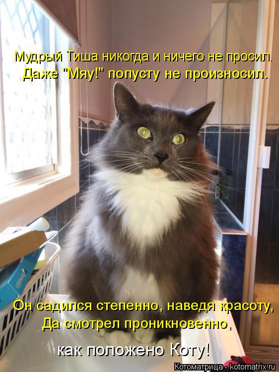 Котоматрица: как положено Коту! Да смотрел проникновенно,  Он садился степенно, наведя красоту, Даже "Мяу!" попусту не произносил. Мудрый Тиша никогда и ни