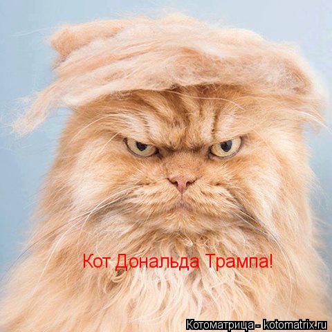 Кот Дональда Трампа!... Котоматрица: Кот Дональда Трампа!