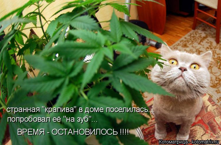 странная "крапива" в доме поселилась... попробовал её "на зуб"... ВРЕМЯ - ОСТАНОВИЛОСЬ !!!!... Котоматрица: странная "крапива" в доме поселилась... попробовал её "на зуб"... ВРЕМЯ - ОСТАНОВИЛОСЬ !!!!