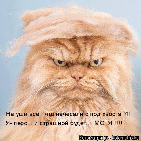На уши всё, что начесали с под хвоста ?!! Я- перс... и страшной будет.... МСТЯ !!!!... Котоматрица: На уши всё, что начесали с под хвоста ?!! Я- перс... и страшной будет.... МСТЯ !!!!