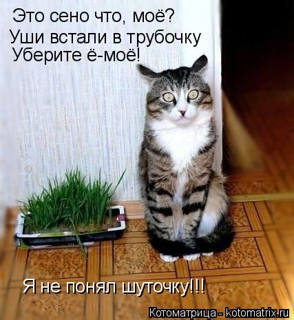Это сено что, моё? Уши встали в трубочку Уберите ё-моё! Я не понял шуточку!!!... Котоматрица: Это сено что, моё? Уши встали в трубочку Уберите ё-моё! Я не понял шуточку!!!