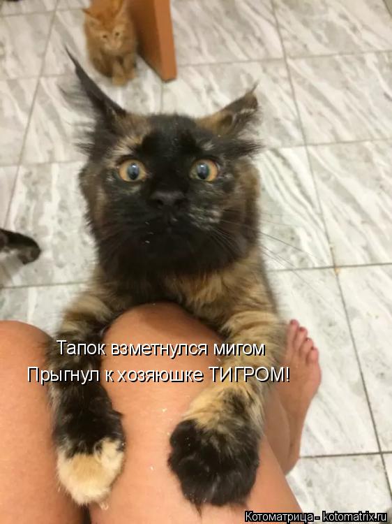 Тапок взметнулся мигом Прыгнул к хозяюшке ТИГРОМ!... Котоматрица: Тапок взметнулся мигом Прыгнул к хозяюшке ТИГРОМ!