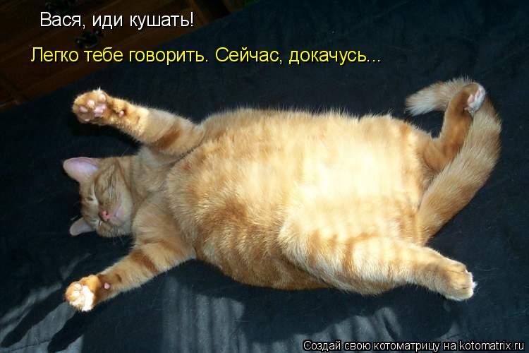 Вася, иди кушать! Легко тебе говорить. Сейчас, докачусь...... Котоматрица: Вася, иди кушать! Легко тебе говорить. Сейчас, докачусь...