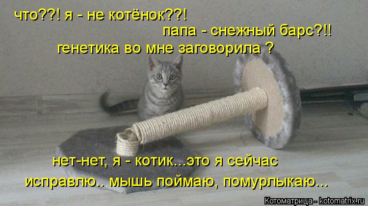 что??! я - не котёнок??! папа - снежный барс?!! генетика во мне заговорила ? нет-нет, я - котик...это... Котоматрица: что??! я - не котёнок??! папа - снежный барс?!! генетика во мне заговорила ? нет-нет, я - котик...это я сейчас исправлю.. мышь поймаю, помурлыкаю...