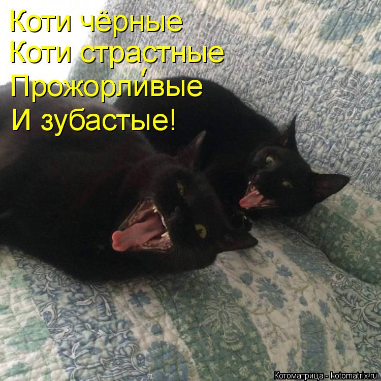 Коти чёрные Коти страстные Прожорливые И зубастые! -... Котоматрица: Коти чёрные Коти страстные Прожорливые И зубастые! -