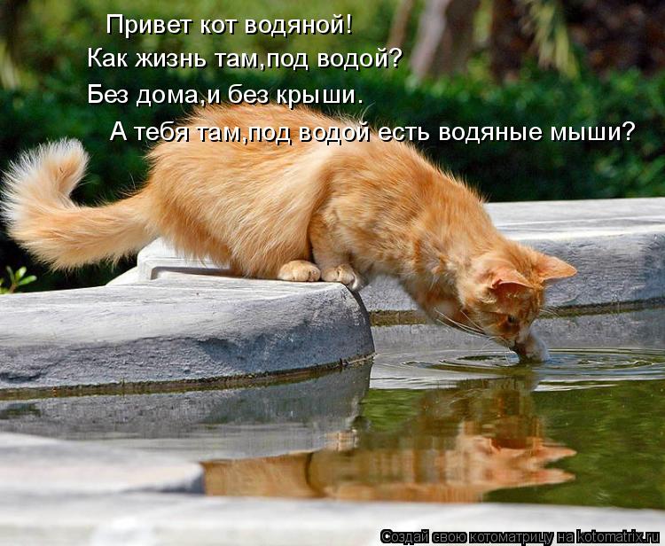 Привет кот водяной! Как жизнь там,под водой? Без дома,и без крыши. А тебя там,под водой есть водяные ... Котоматрица: Привет кот водяной! Как жизнь там,под водой? Без дома,и без крыши. А тебя там,под водой есть водяные мыши?