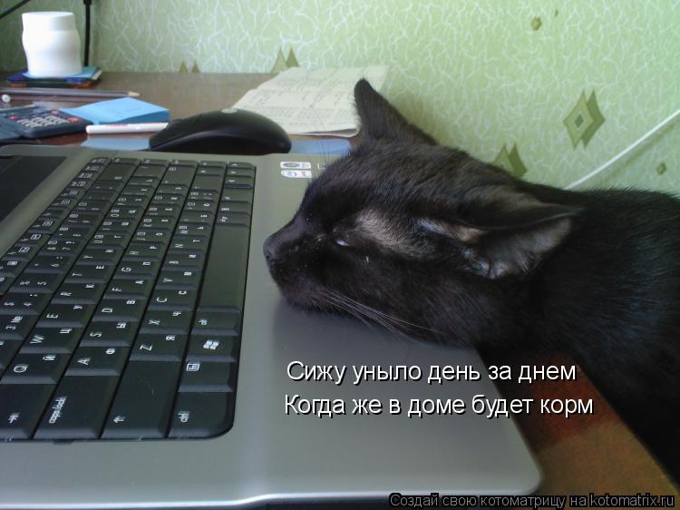 Сижу уныло день за днем Когда же в доме будет корм... Котоматрица: Сижу уныло день за днем Когда же в доме будет корм