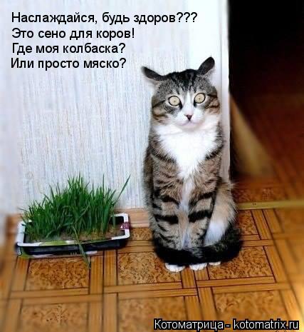 Наслаждайся, будь здоров??? Это сено для коров! Где моя колбаска? Или просто мяско?... Котоматрица: Наслаждайся, будь здоров??? Это сено для коров! Где моя колбаска? Или просто мяско?