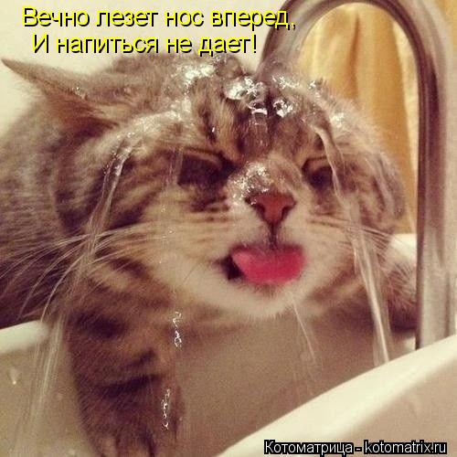 Вечно лезет нос вперед, И напиться не дает!... Котоматрица: Вечно лезет нос вперед, И напиться не дает!