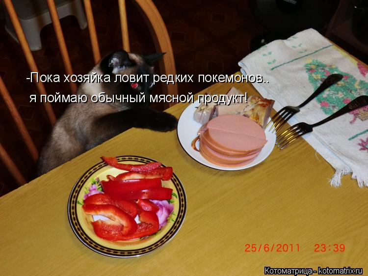 -Пока хозяйка ловит редких покемонов.. я поймаю обычный мясной продукт!... Котоматрица: -Пока хозяйка ловит редких покемонов.. я поймаю обычный мясной продукт!