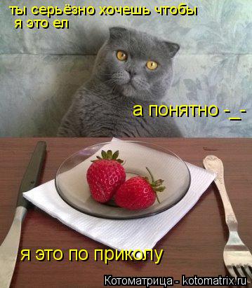 ты серьёзно хочешь чтобы я это ел я это по приколу а понятно -_-... Котоматрица: ты серьёзно хочешь чтобы я это ел я это по приколу а понятно -_-