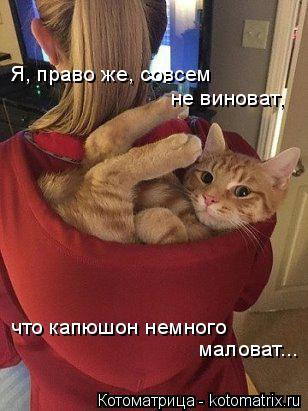 Я, право же, совсем не виноват, что капюшон немного маловат...... Котоматрица: Я, право же, совсем не виноват, что капюшон немного маловат...