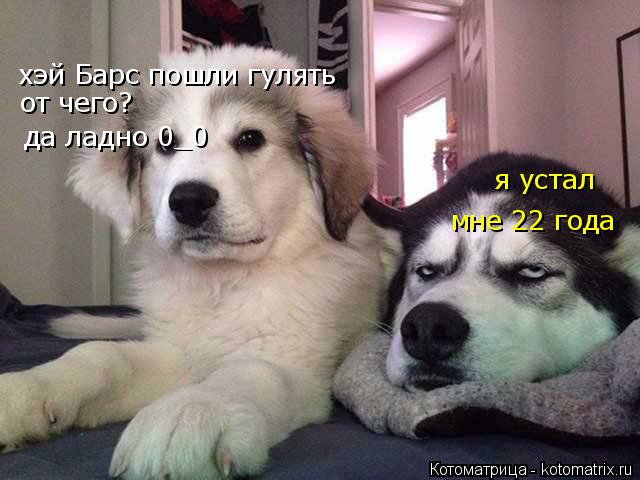хэй Барс пошли гулять я устал от чего? мне 22 года да ладно 0_0... Котоматрица: хэй Барс пошли гулять я устал от чего? мне 22 года да ладно 0_0