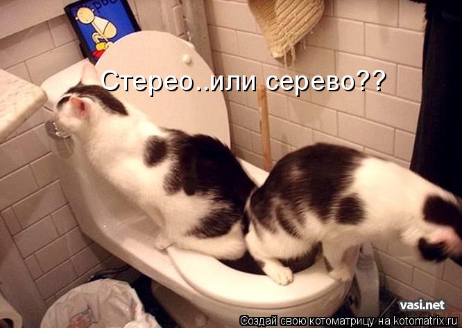Стерео..или серево??... Котоматрица: Стерео..или серево??