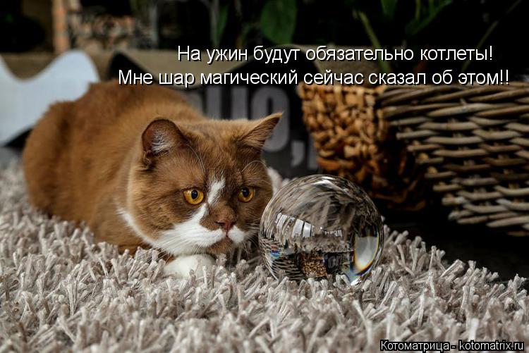 Котоматрица: На ужин будут обязательно котлеты! Мне шар магический сейчас сказал об этом!!