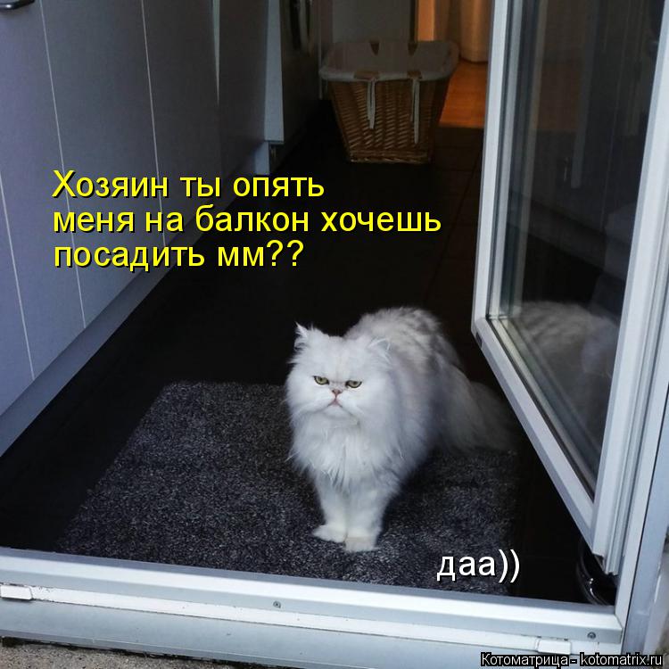 Хозяин ты опять меня на балкон хочешь посадить мм?? даа))... Котоматрица: Хозяин ты опять меня на балкон хочешь посадить мм?? даа))