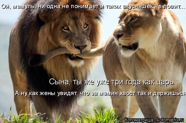 Сына, ты же уже три года как царь.. Ой, мамуль, ни одна не понимает и таких вкусняшек не ловит... А н... Котоматрица: Сына, ты же уже три года как царь.. Ой, мамуль, ни одна не понимает и таких вкусняшек не ловит... А ну как жены увидят, что за мамин хвост так и де