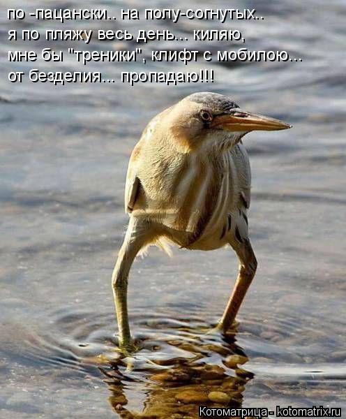 Котоматрица: по -пацански.. на полу-согнутых..  я по пляжу весь день... киляю,  мне бы "треники", клифт с мобилою... от безделия... пропадаю!!!