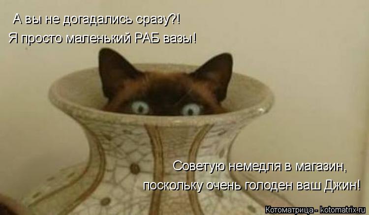 Котоматрица: А вы не догадались сразу?! Я просто маленький РАБ вазы! Советую немедля в магазин, поскольку очень голоден ваш Джин!