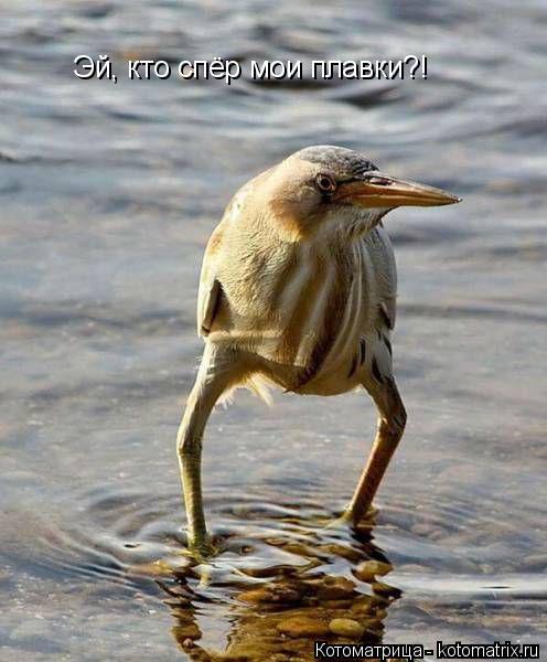 Котоматрица: Эй, кто спёр мои плавки?!