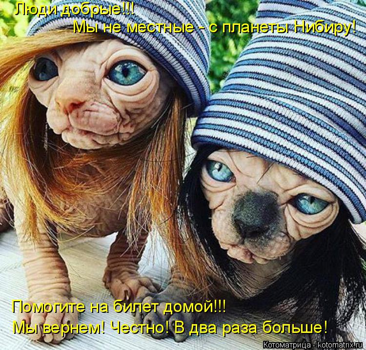 Котоматрица: Люди добрые!!! Мы не местные - с планеты Нибиру! Помогите на билет домой!!! Мы вернем! Честно! В два раза больше!