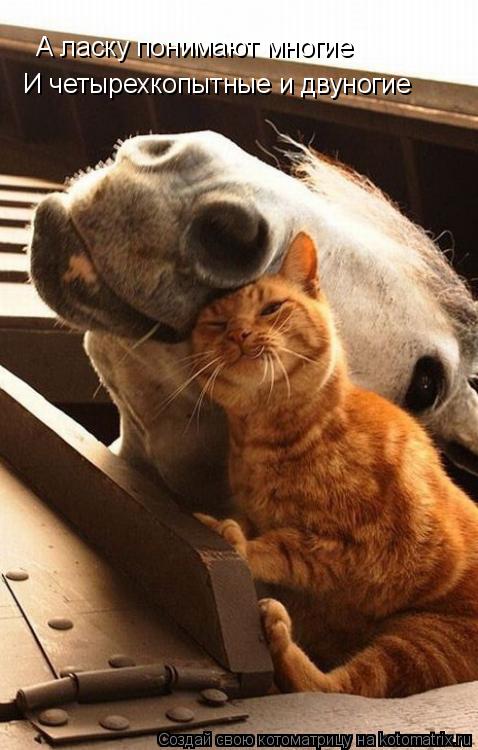 Котоматрица: А ласку понимают многие И четырехкопытные и двуногие