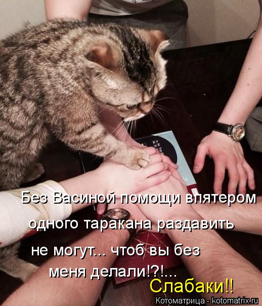 Котоматрица: Без Васиной помощи впятером одного таракана раздавить не могут... чтоб вы без меня делали!?!... Слабаки!!
