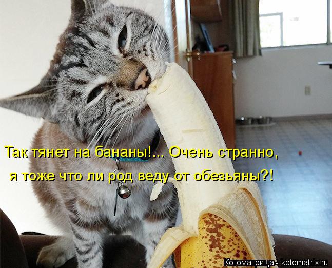Котоматрица: Так тянет на бананы!... Очень странно, я тоже что ли род веду от обезьяны?!