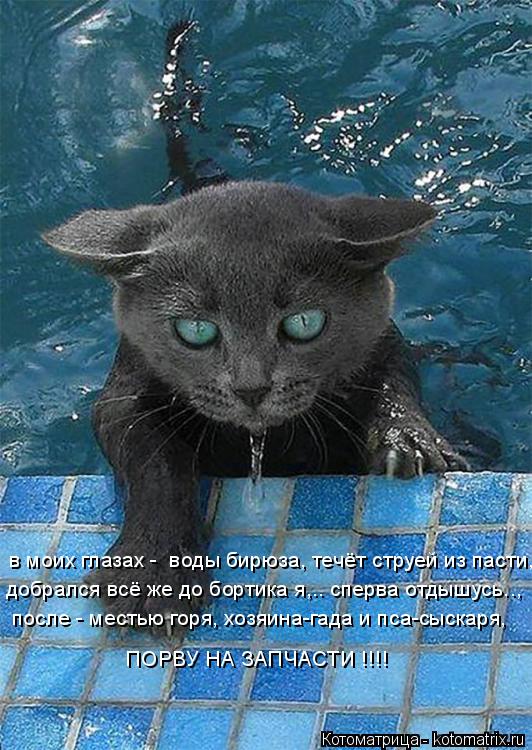 Котоматрица: в моих глазах -  воды бирюза, течёт струей из пасти, добрался всё же до бортика я,.. сперва отдышусь.., после - местью горя, хозяина-гада и пса-сы