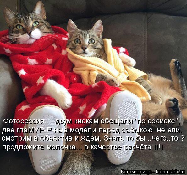 Котоматрица: Фотосессия.... двум кискам обещали "по сосиске", предложите молочка... в качестве расчёта !!!! две глаМУР-Р-ные модели перед съёмкою  не ели, смот